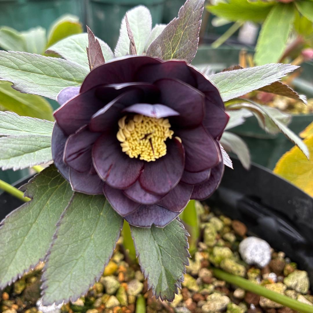 クリスマスローズ　スモーキーブルー　木口交配　超希少　幻　６寸