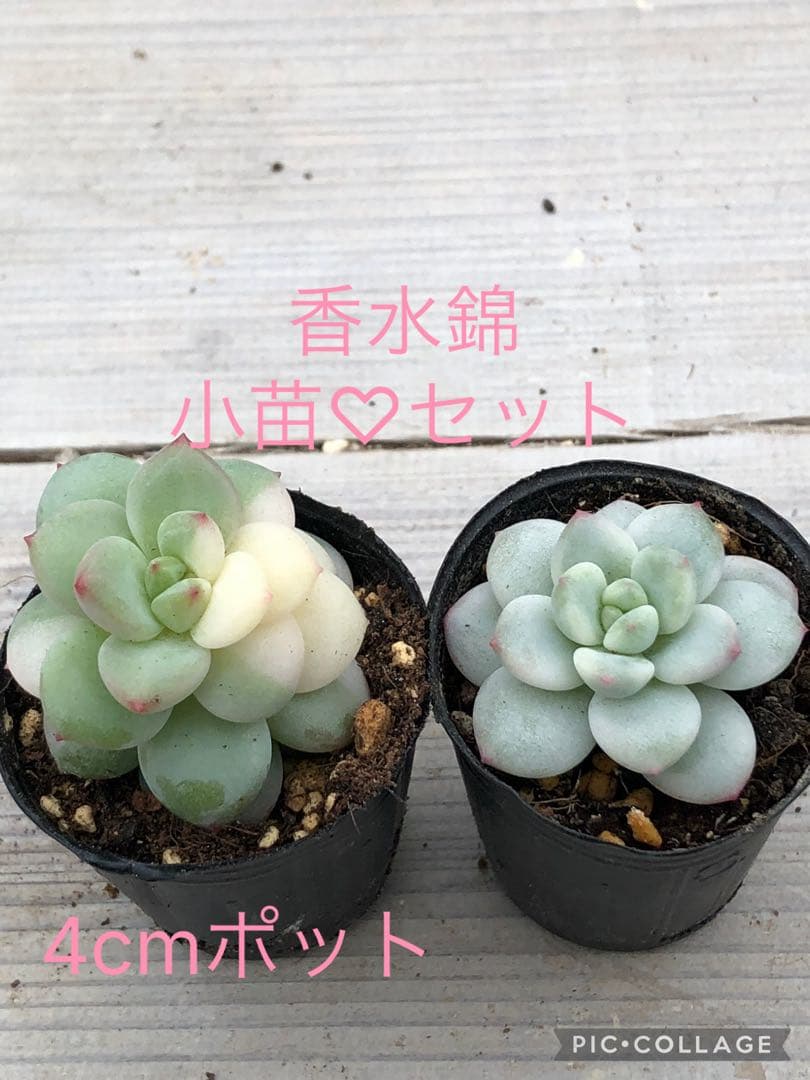 多肉植物 香水錦(お顔違い)♡小苗セット