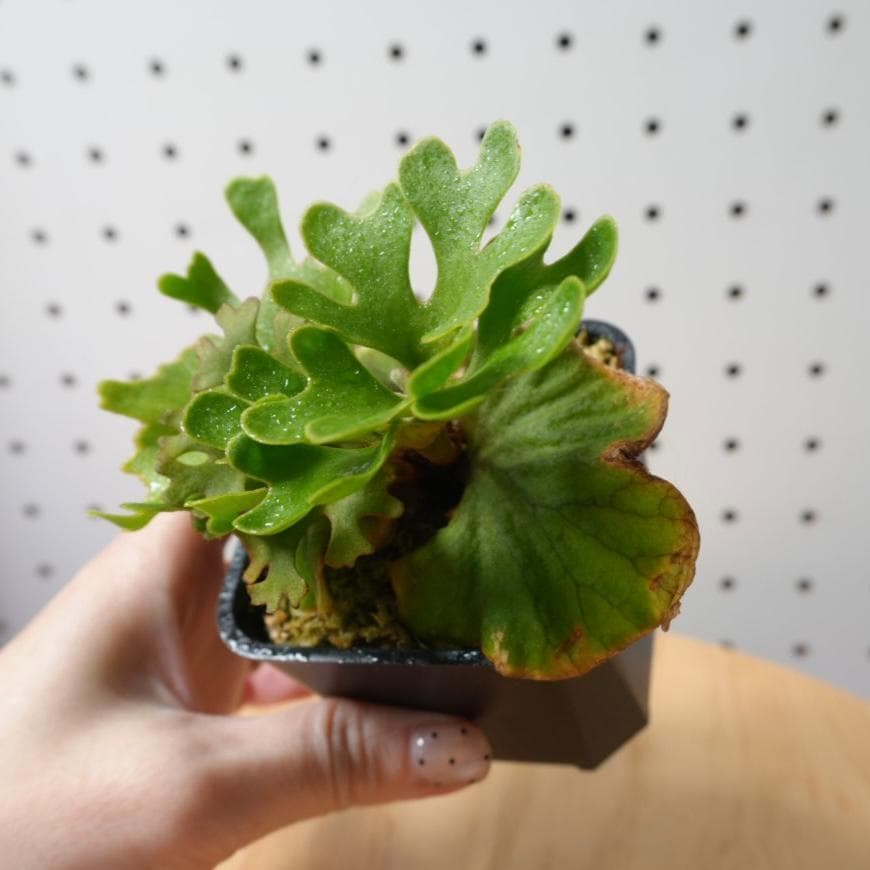 希少P.ridleyi Dwarf Silver／リドレイ ドワーフシルバー幼株