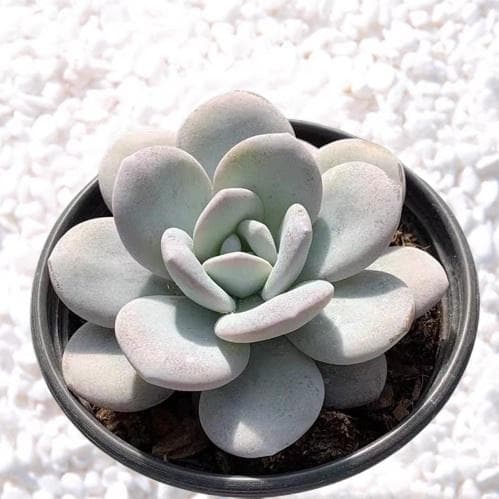 ヨ*コ様 PM39 美苗ラウイ 多肉植物 エケベリア 韓国苗超美苗 大苗大株 多