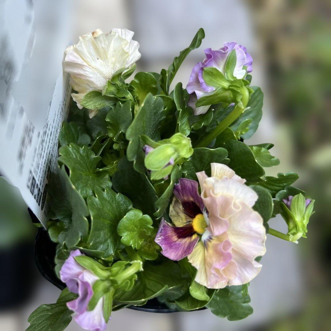 SUNTORY ミルフル 紫と白の花 1ポット苗　10月2 3日