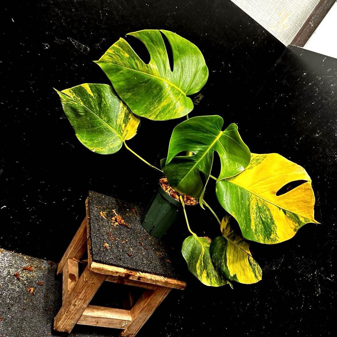 て*り様 斑入りモンステラボルシギアナオーレア黄斑4号鉢植え48cm発根済み安心