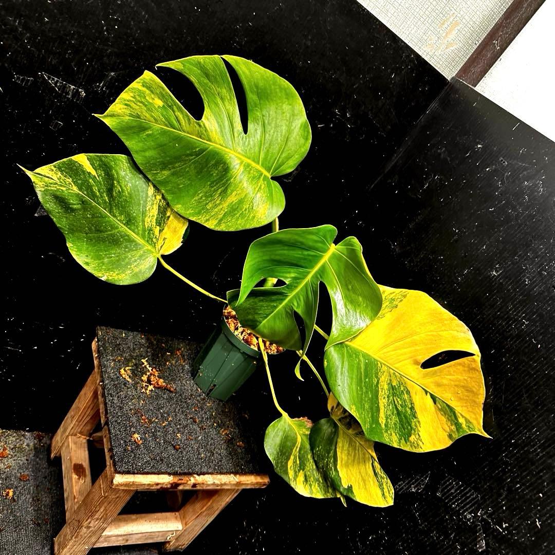 て*り様 斑入りモンステラボルシギアナオーレア黄斑4号鉢植え48cm発根済み安心