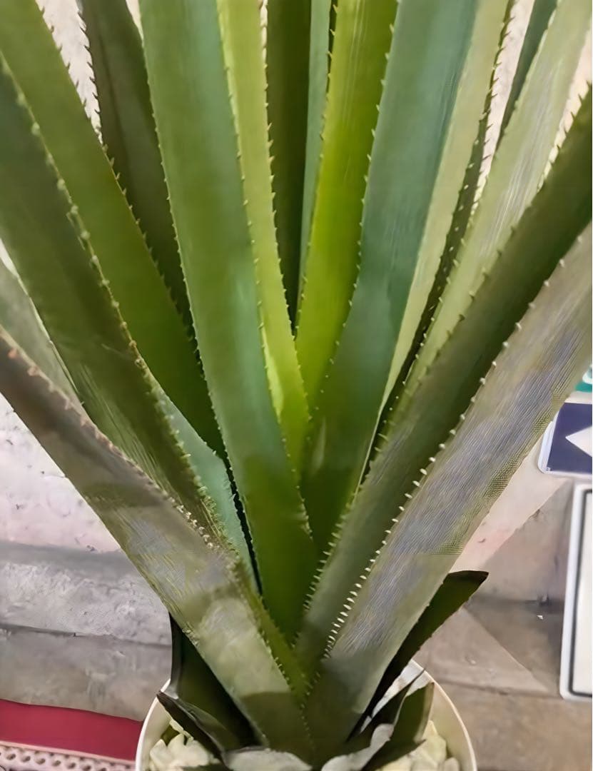 光触媒　人工観葉植物　ウォールグリーン　フェイクグリーン　バンダンザス