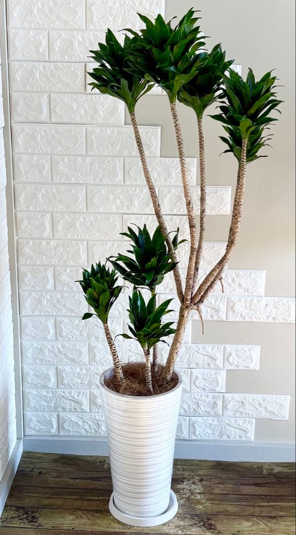 ドラセナコンパクタ⭐️リビングサイズ⭐️観葉植物