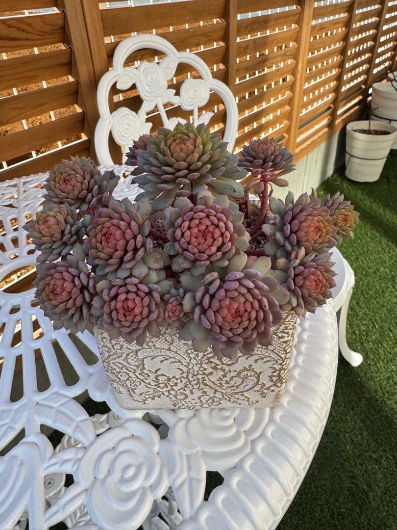 多肉植物 ミックスベリア　ちょこん　おらいさん苗　名札付き、