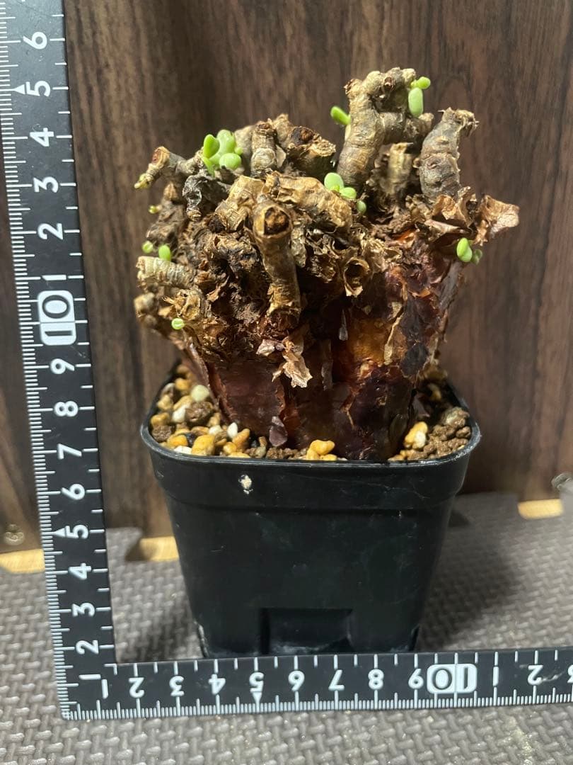 ★*★様 ケラリアピグマエア　現地株　発根済み