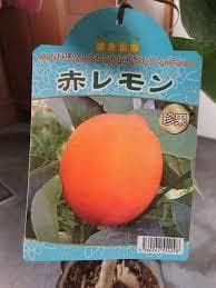 peach　宮川早生温州みかん 桜島小みかん 赤レモン ダブルデライト
