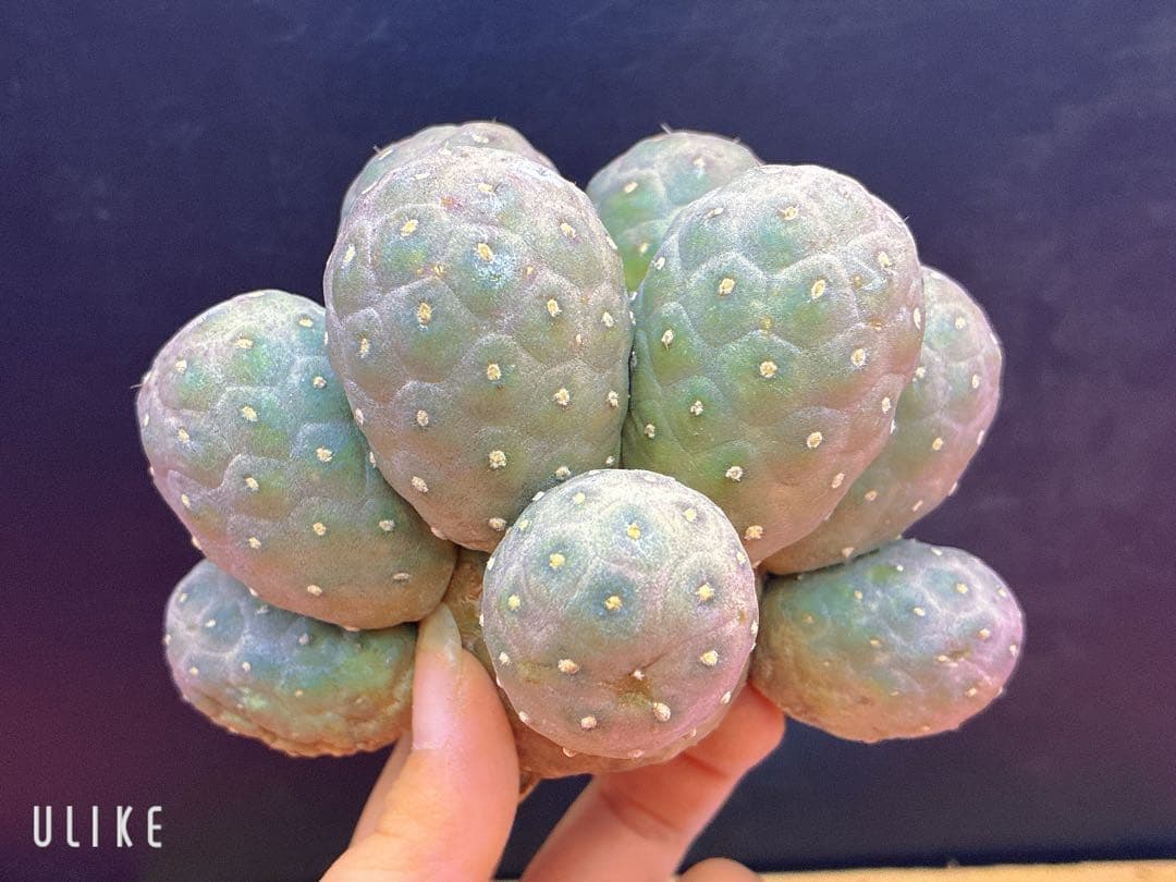 Y-07テフロカクタス ゲオメトリクスサボテン多頭ピンク色付き 11個頭