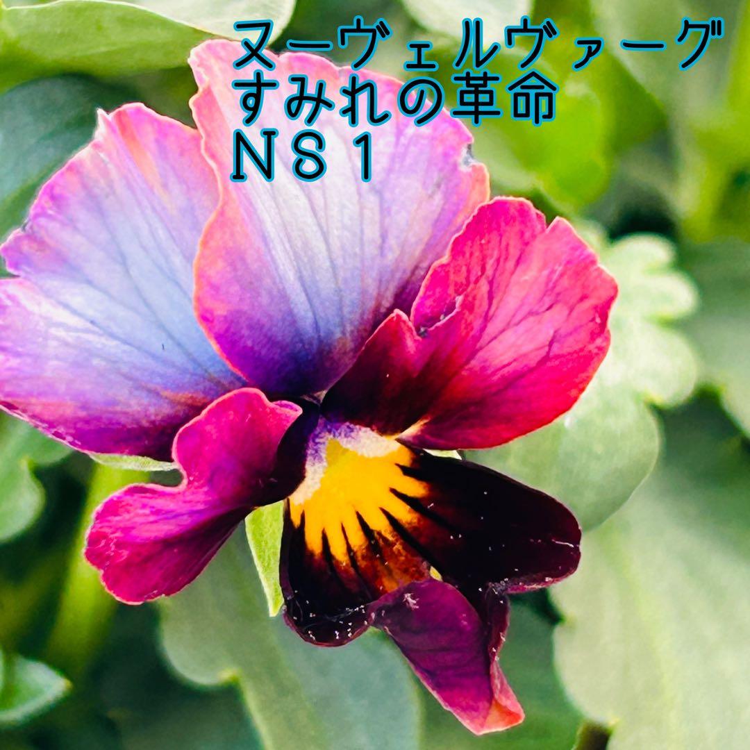 専用　ＮＳ1♥ヌーヴェルヴァーグ　すみれの革命♥超希少♥花苗ポットごと発送