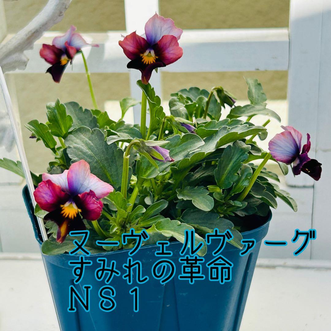 専用　ＮＳ1♥ヌーヴェルヴァーグ　すみれの革命♥超希少♥花苗ポットごと発送