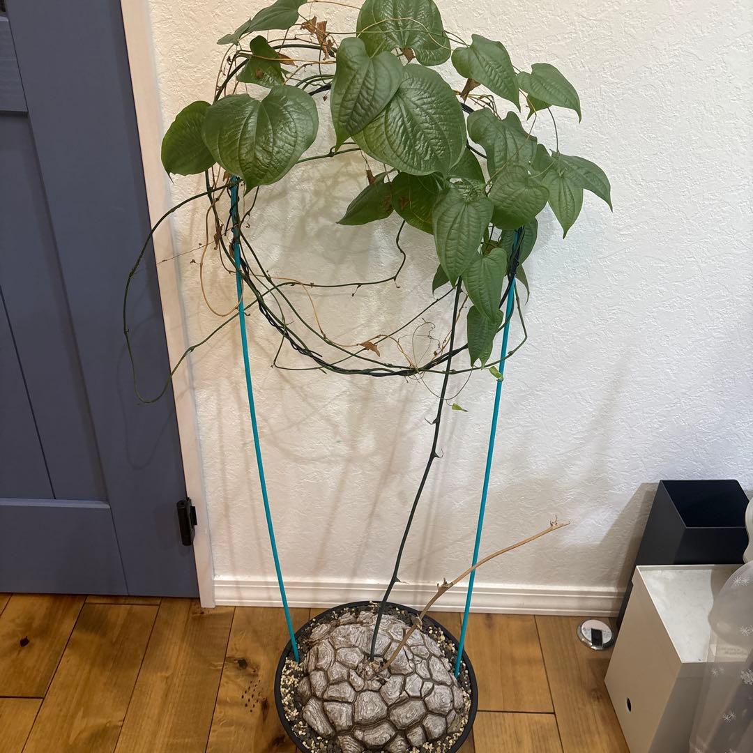 メキシコ亀甲竜　ディオスコレア　マクロスタチア　発根済み