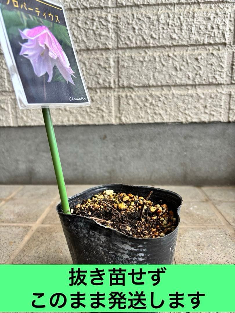 クレマチス　苗　プロペル　宿根草　♡激レア♡ 花苗　花壇