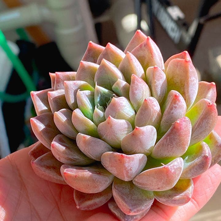 超どっしり　ムアレ