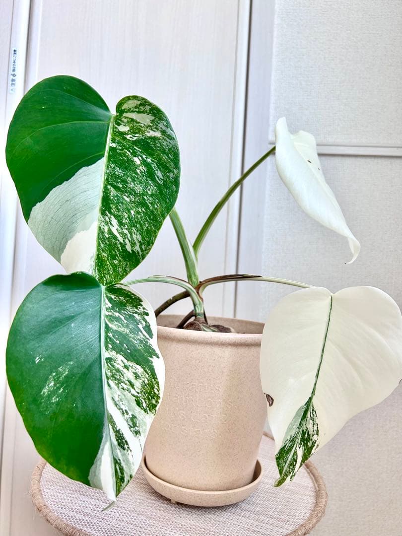 2.5cm極太の株より株分け♡フルムーン出ました！