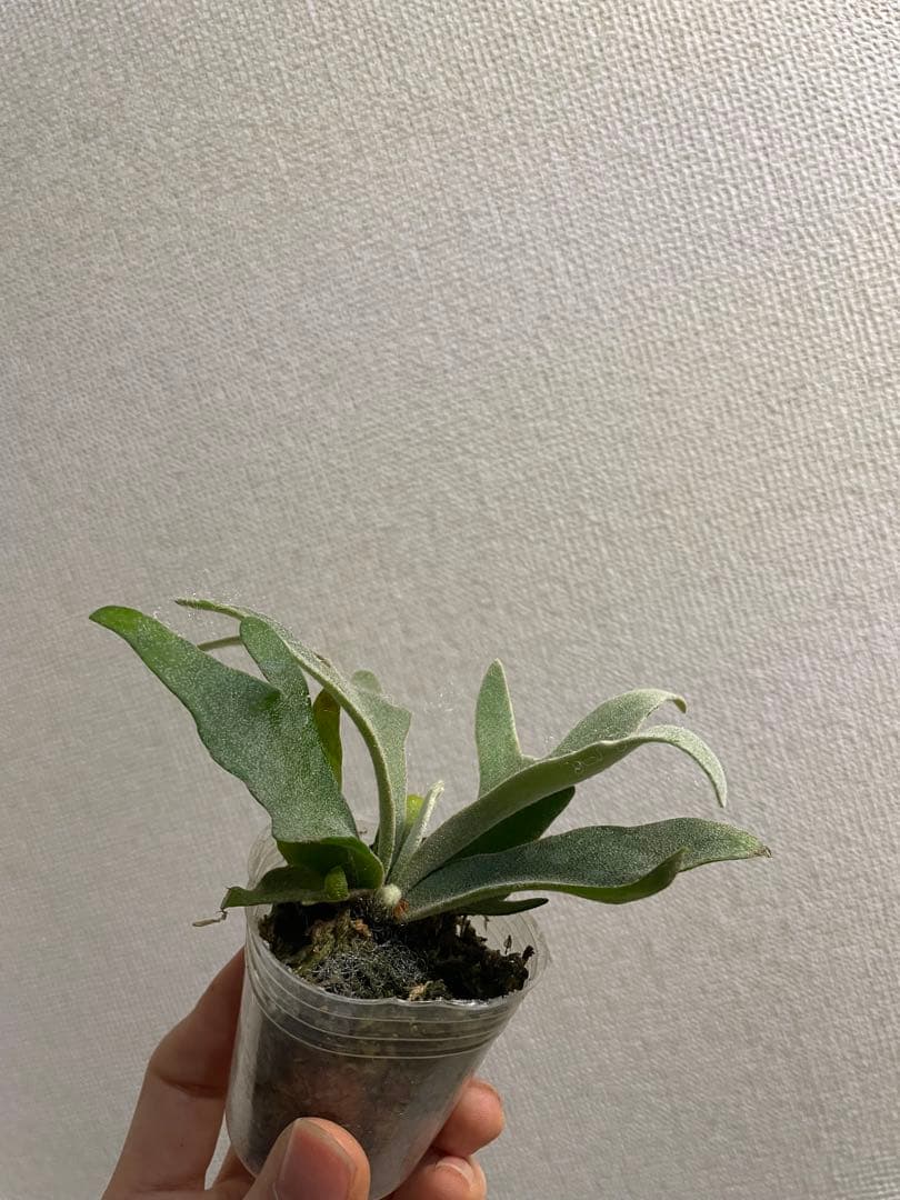 た*ん様 P.willinckii Yellow moon dwarf