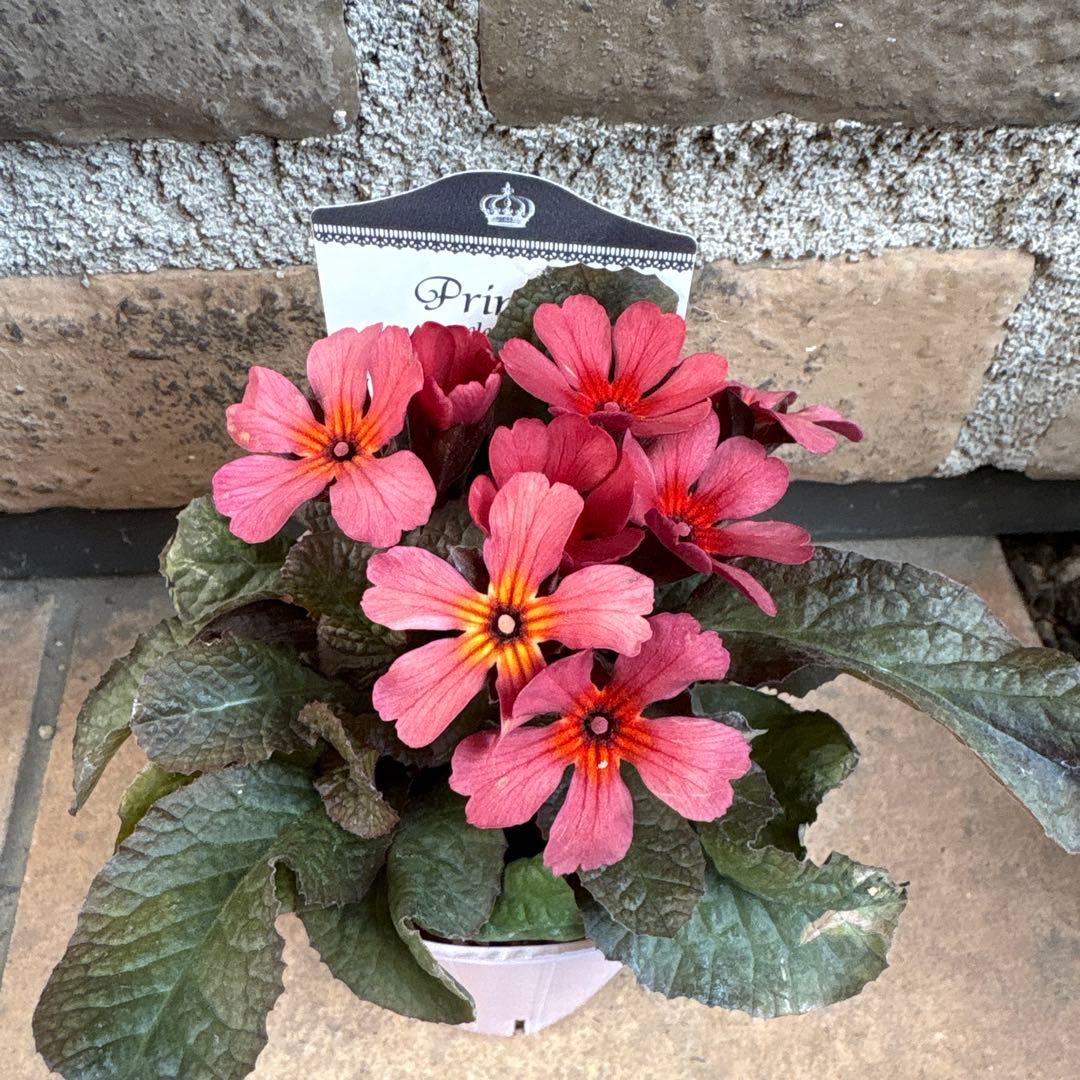 プリムラ・スモーキー