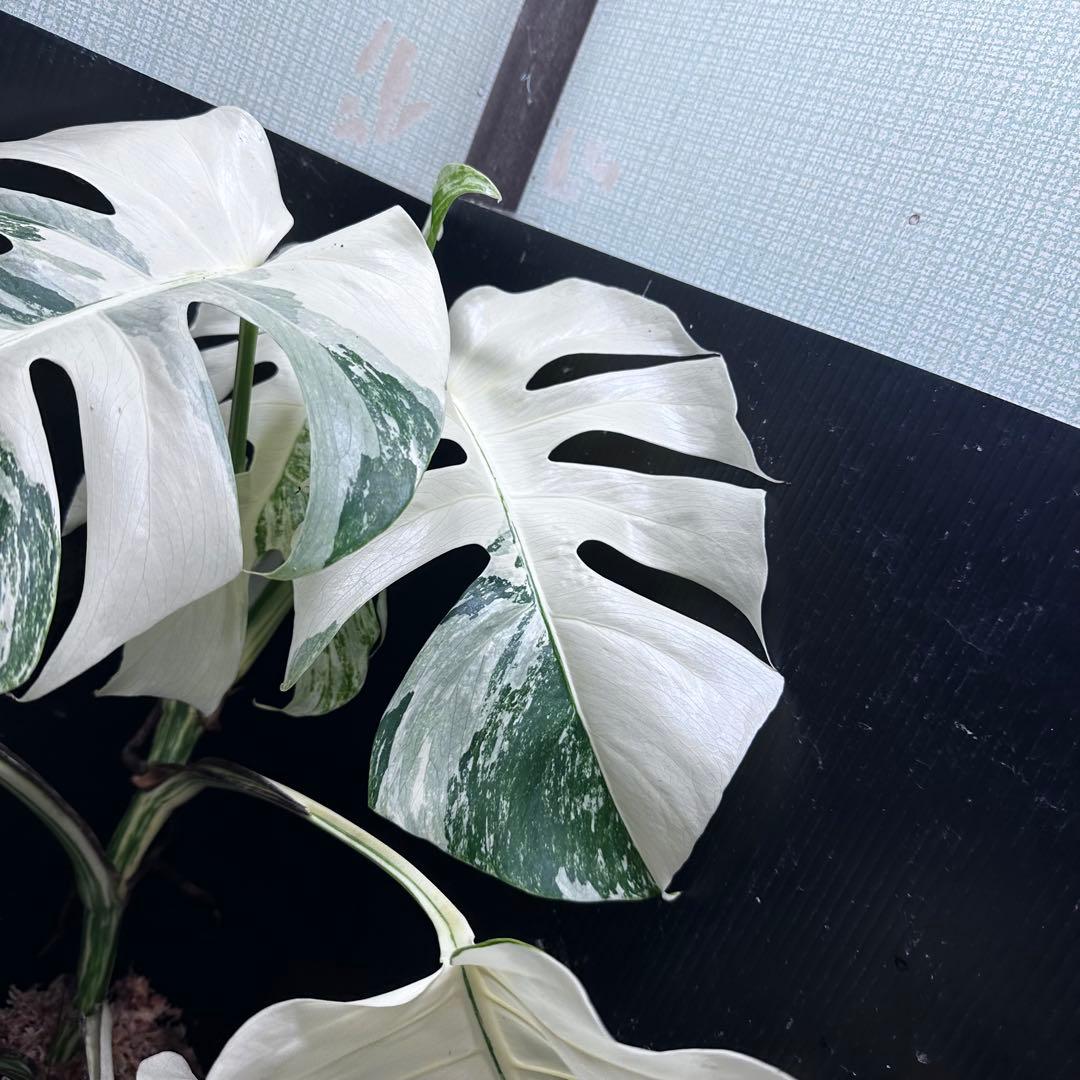 ば*ん様 斑入りモンステラ ホワイトタイガー極美大株64cm白斑多