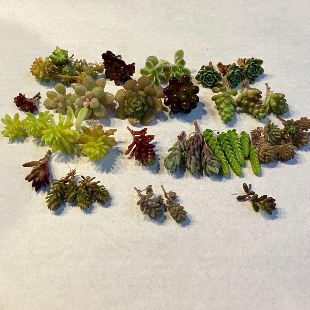 エリコさま専用