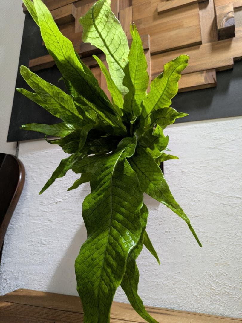 クロコダイルファーン＋ネザーランド＋チャイナビーン