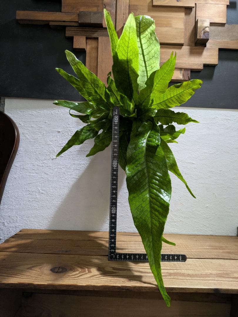 クロコダイルファーン＋ネザーランド＋チャイナビーン