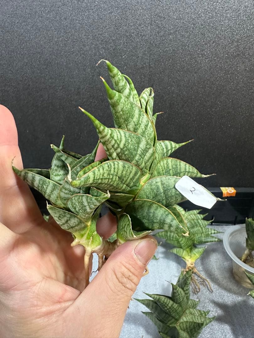 shooting-star様　注文品