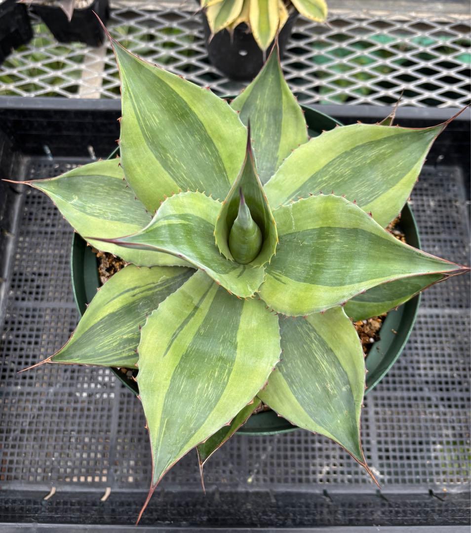 メルカリ便発送‼︎　オバティフォリア　キラー　7号鉢付き発送‼︎