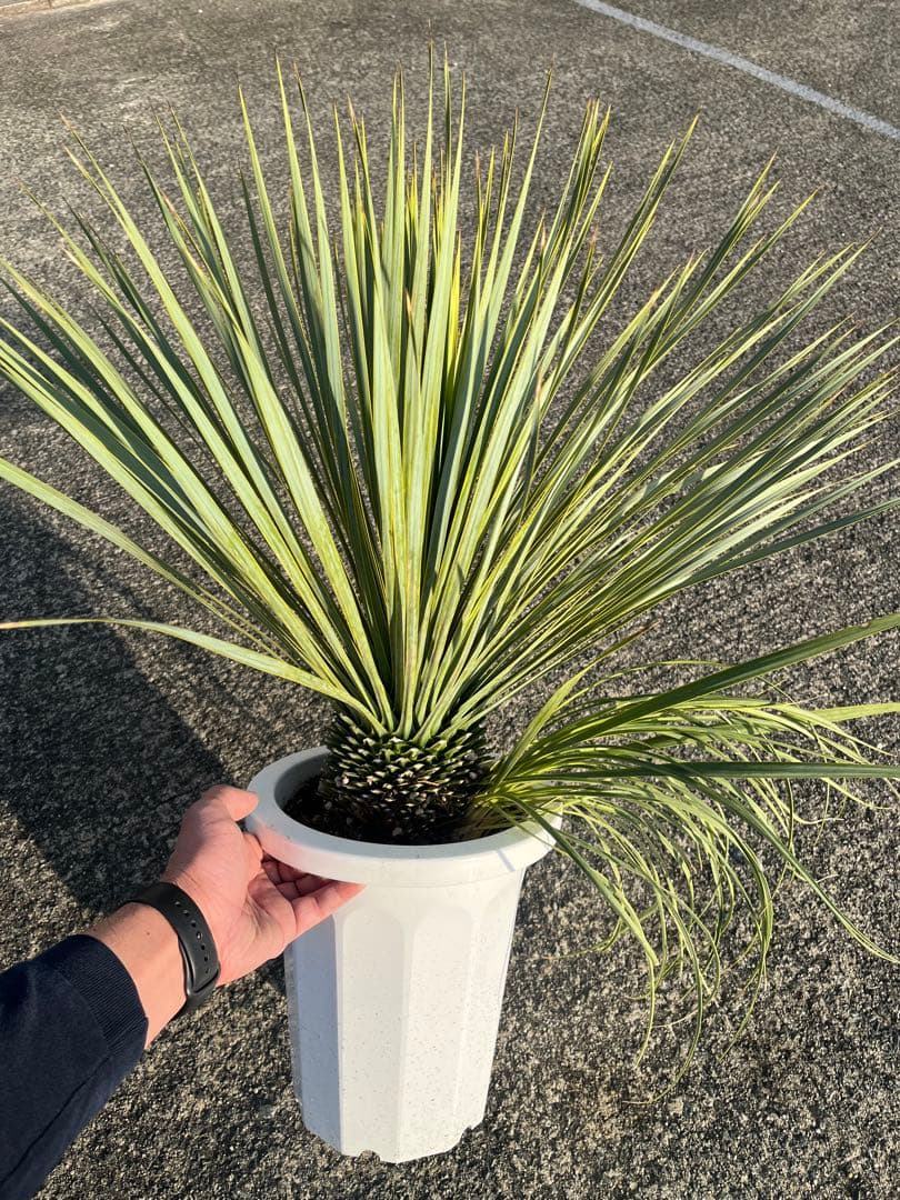 ユッカ　ロストラータ　2ヘッド　21
