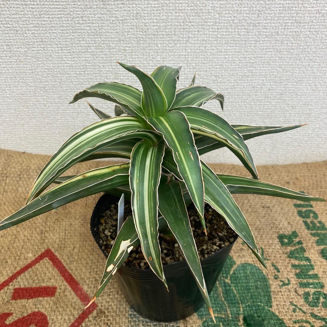 サンスベリア　Lav23251 斑入 Sansevieria Lav23251