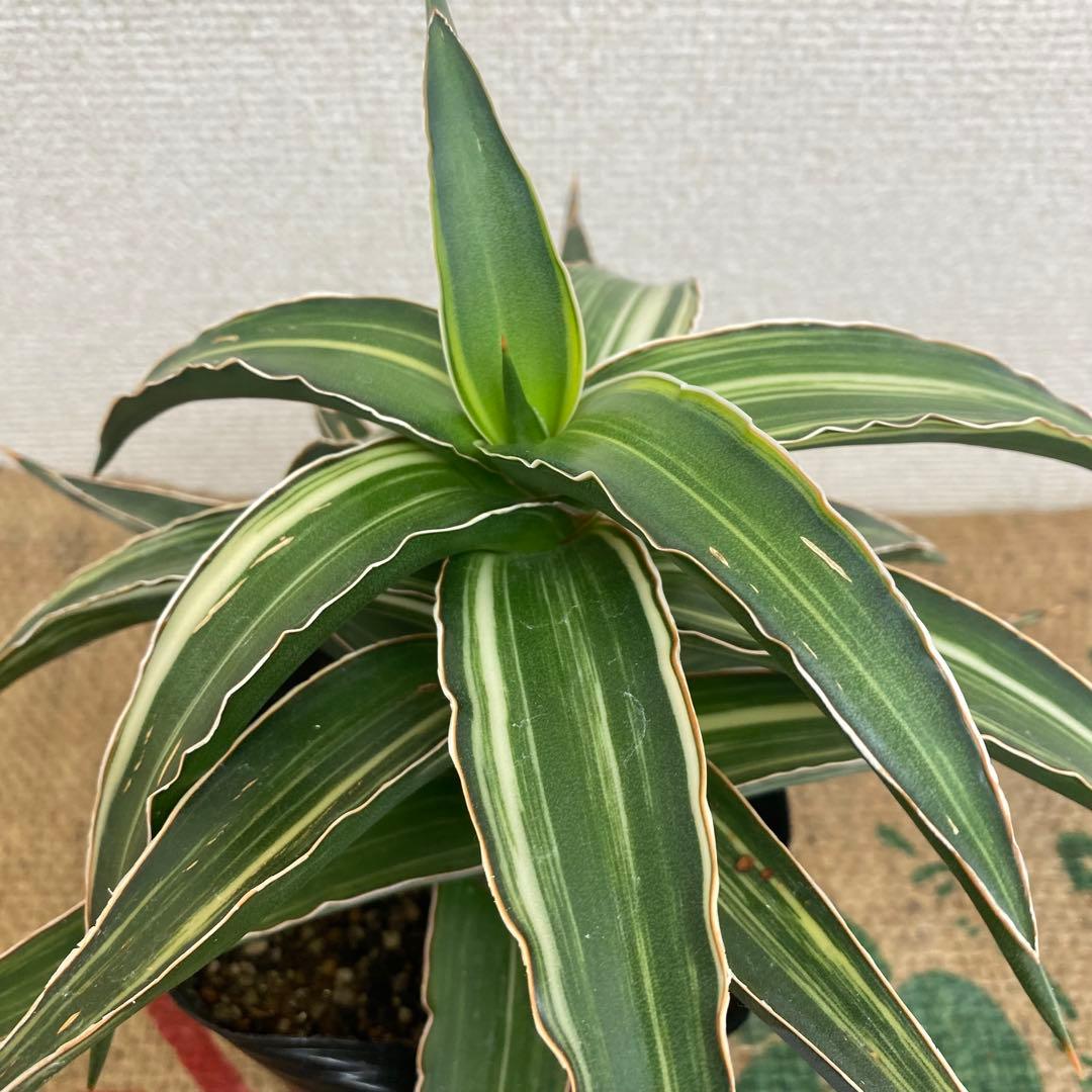 サンスベリア　Lav23251 斑入 Sansevieria Lav23251