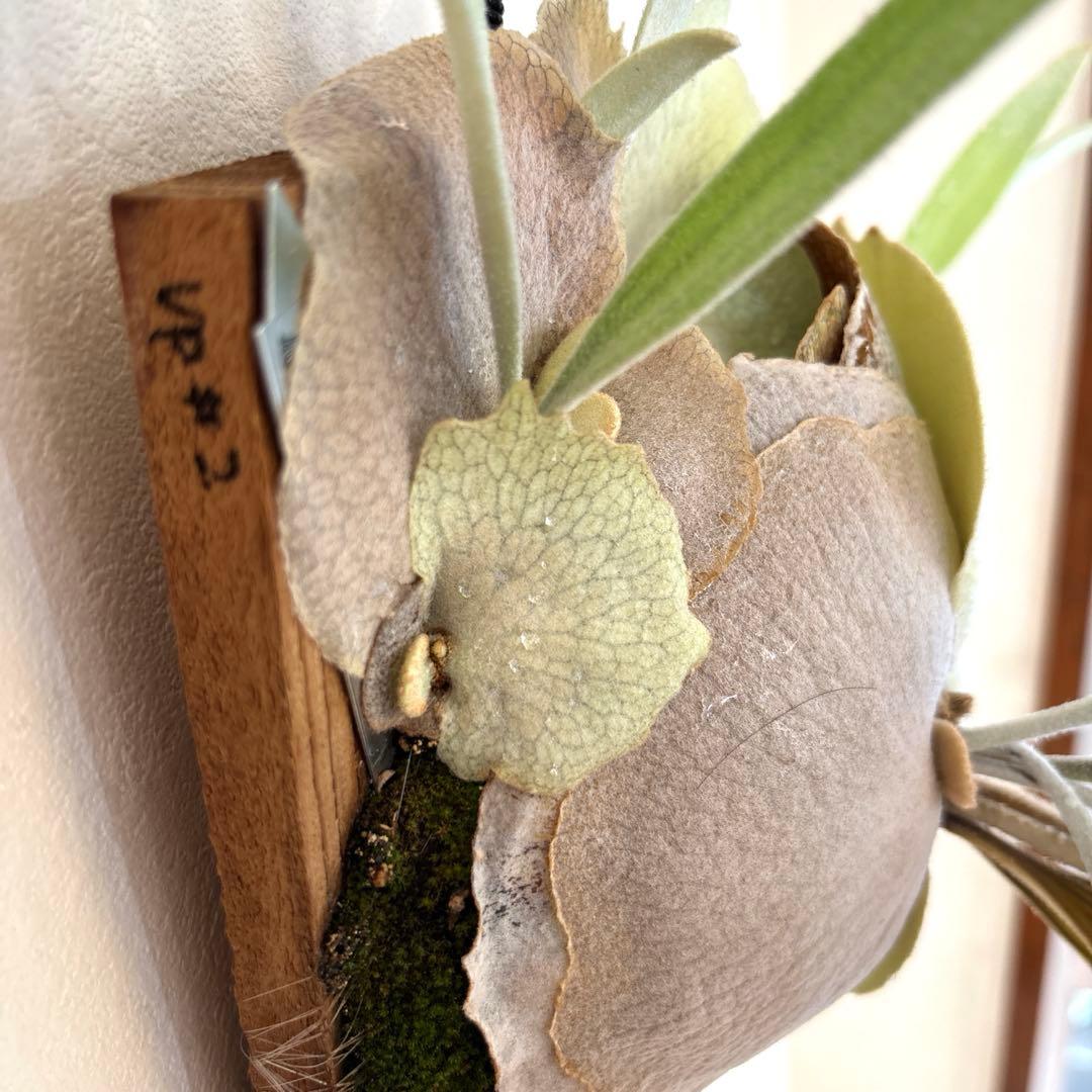 ※値下げしました※【P.veitchii wild vp#2】ビカクシダ