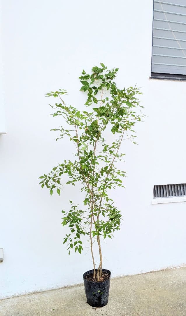 バツグン。アオダモ鉢植え。