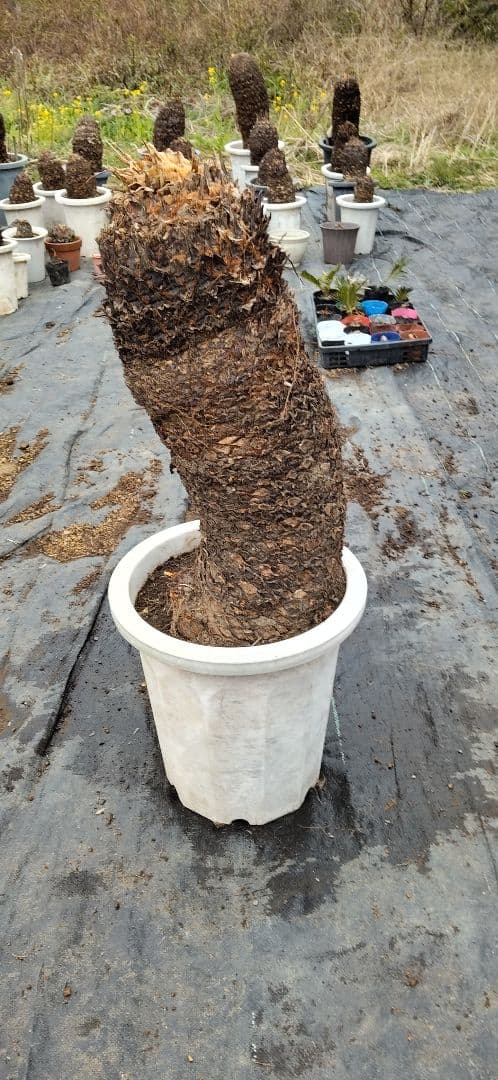 ソテツ 10号プラ鉢 高さ( 鉢底から77cm 程) 数ケの子株付き