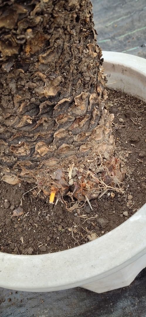 ソテツ 10号プラ鉢 高さ( 鉢底から77cm 程) 数ケの子株付き