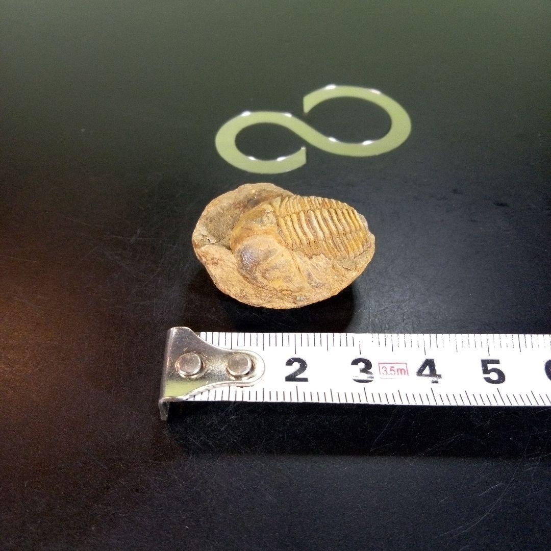 三葉虫　化石　fossil　ボリビア産　trilobite　南アメリカ化石郡⑥