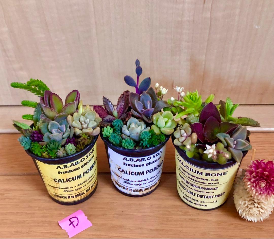 D大容量　多肉植物　寄せ植え　育て方メモつき❤️ カラフル　3つセット