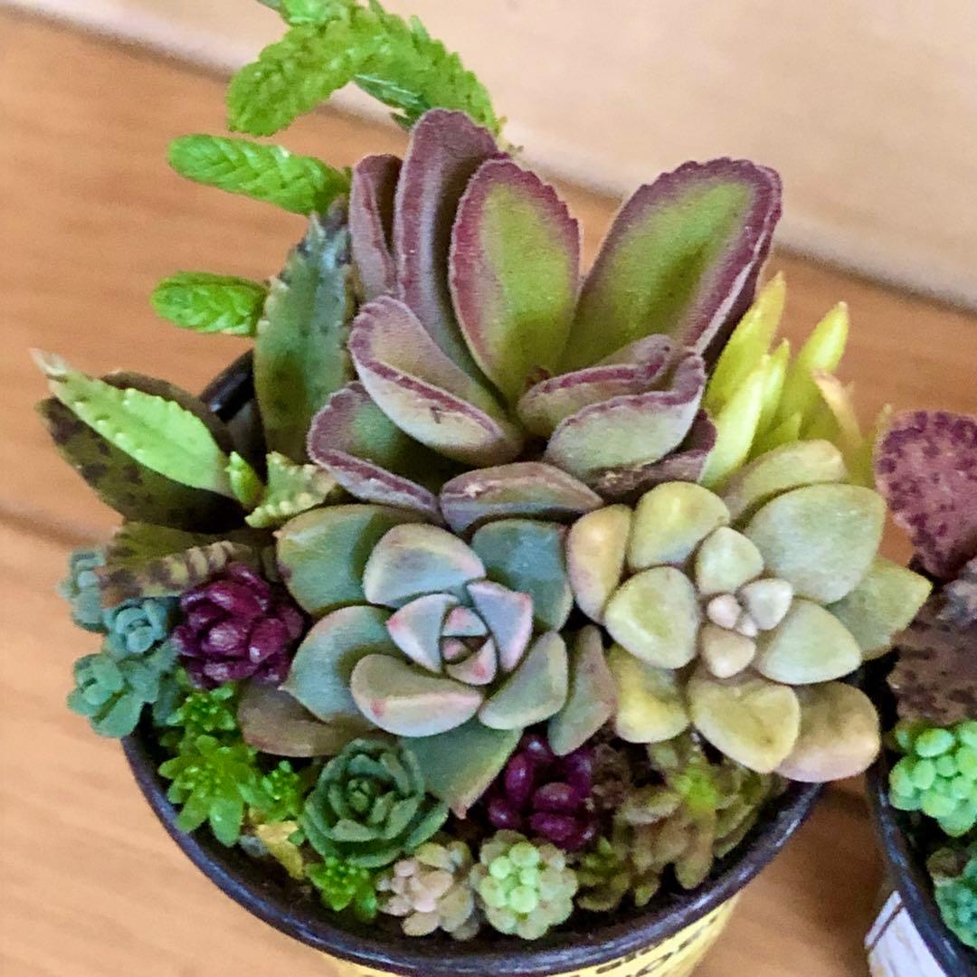 D大容量　多肉植物　寄せ植え　育て方メモつき❤️ カラフル　3つセット