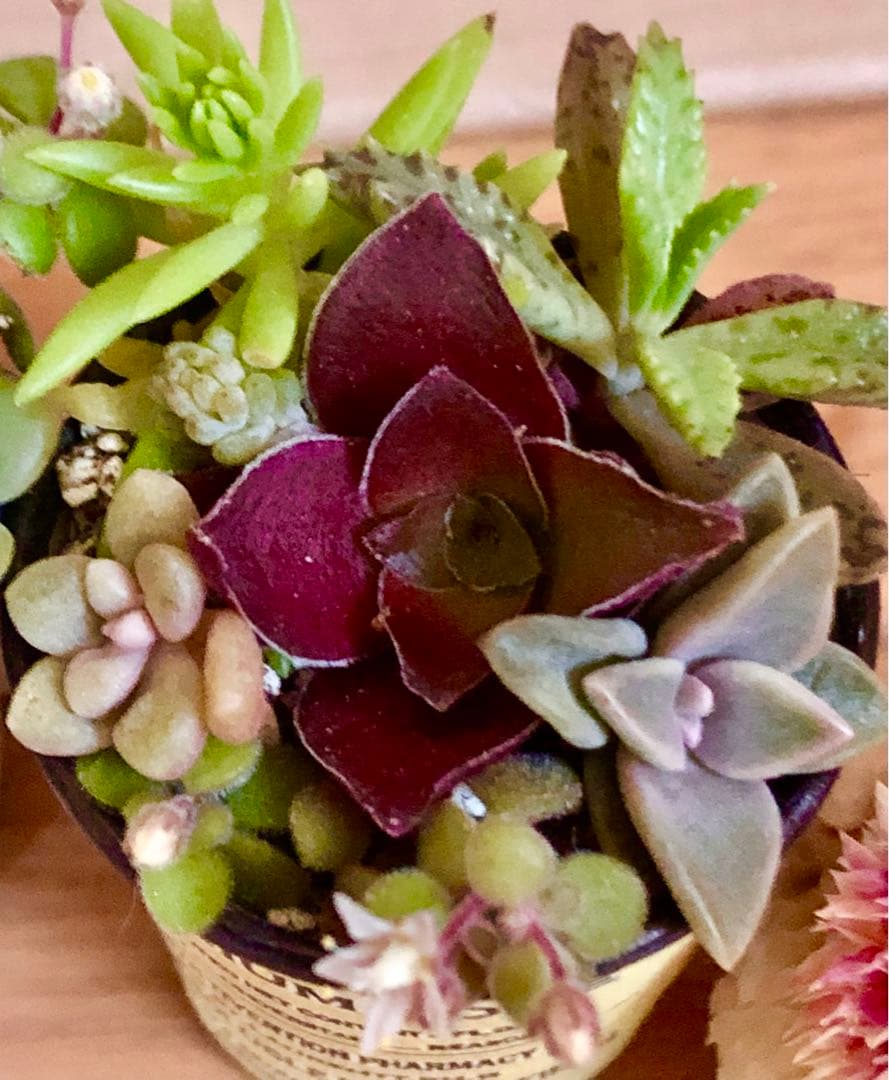 D大容量　多肉植物　寄せ植え　育て方メモつき❤️ カラフル　3つセット