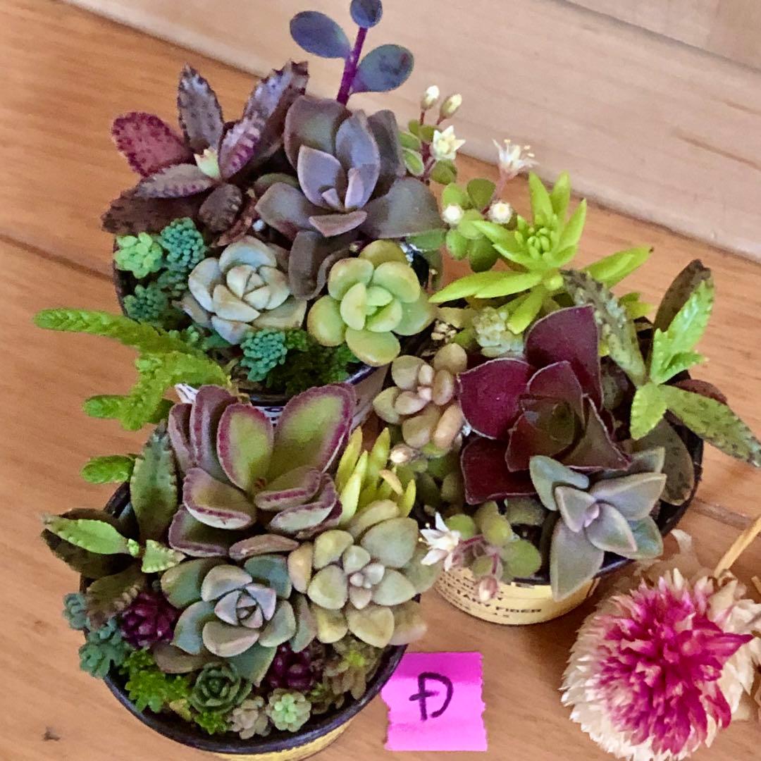 D大容量　多肉植物　寄せ植え　育て方メモつき❤️ カラフル　3つセット