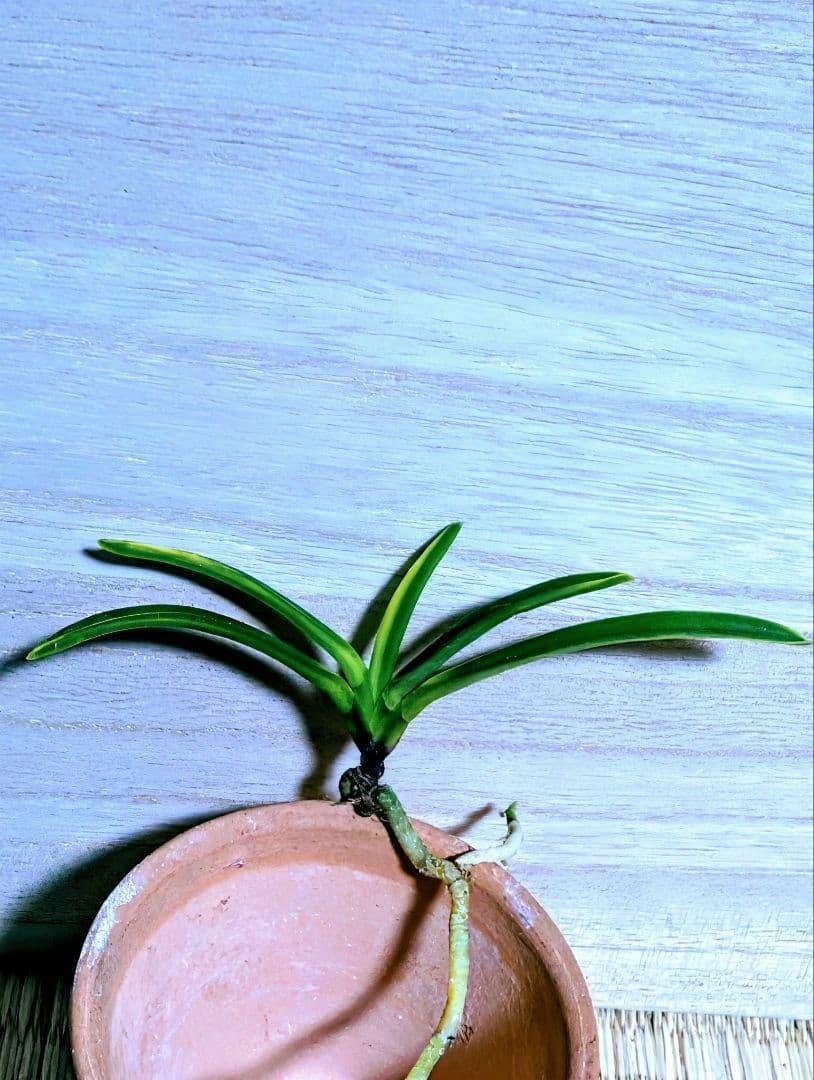 富貴蘭　三浦白牡丹