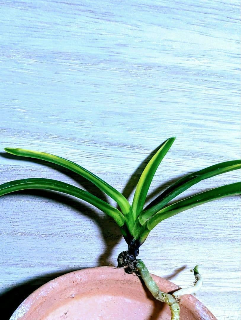 富貴蘭　三浦白牡丹