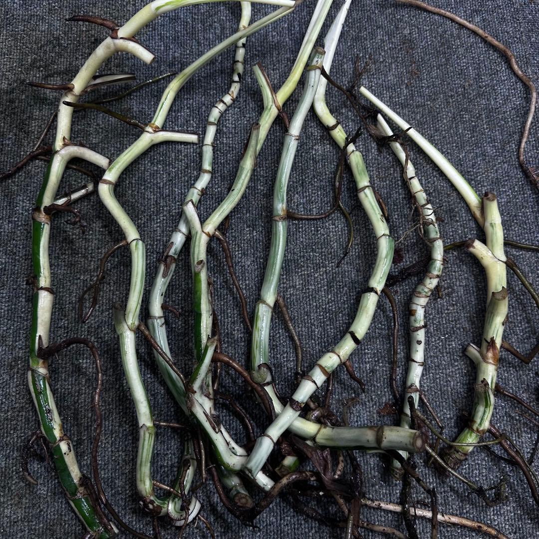 斑入りモンステラホワイトタイガー茎8株おまとめ