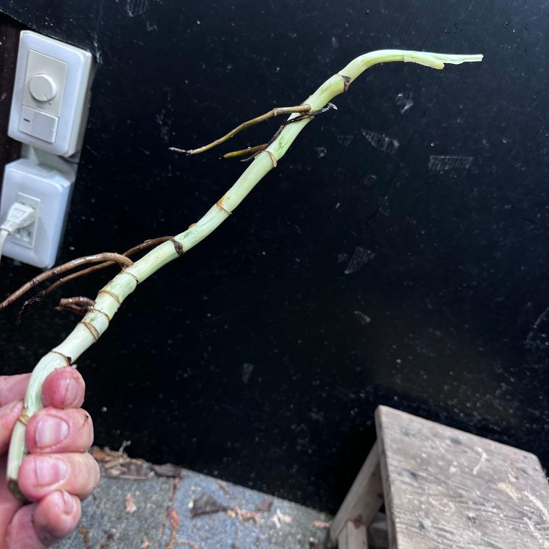 斑入りモンステラホワイトタイガー茎8株おまとめ