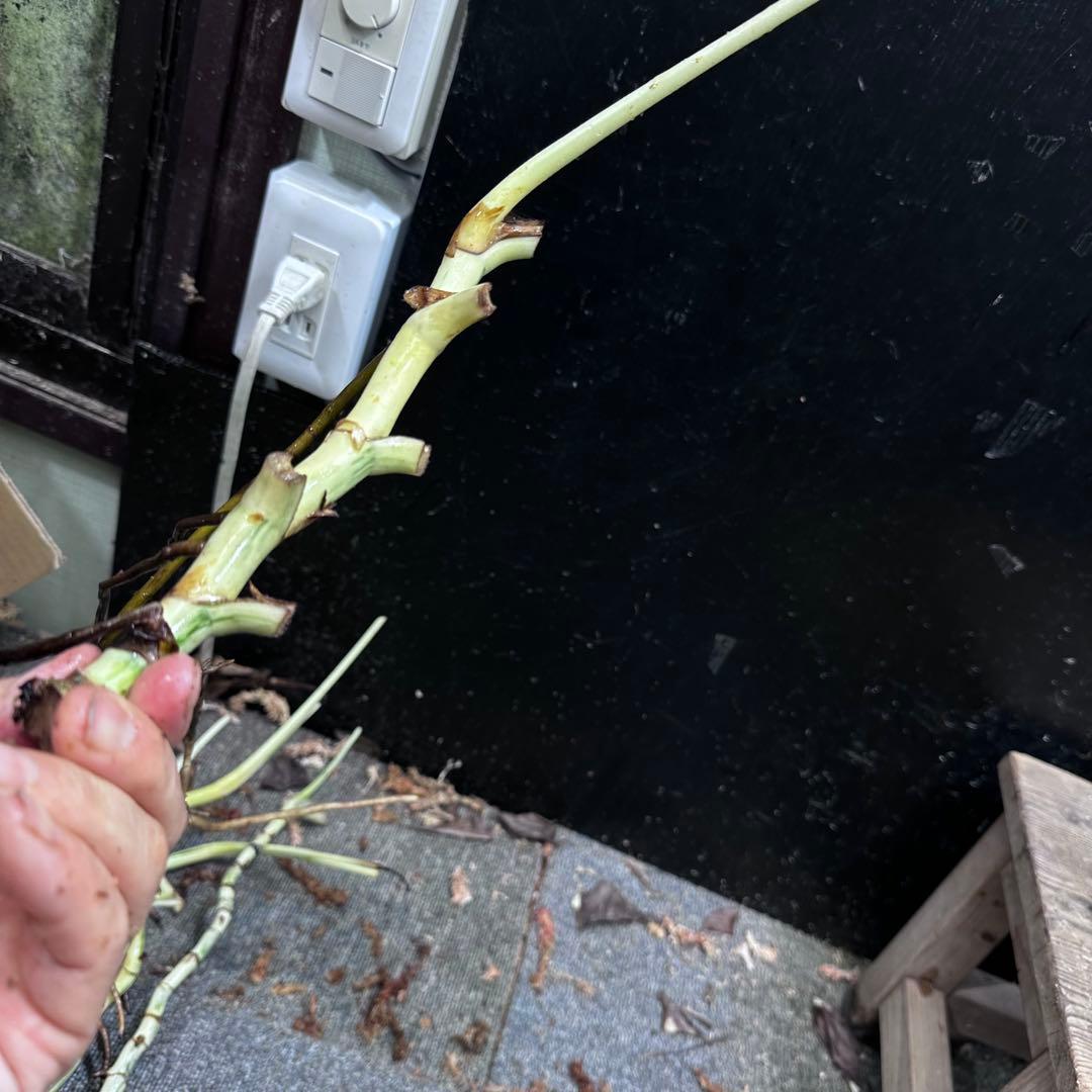 斑入りモンステラホワイトタイガー茎8株おまとめ