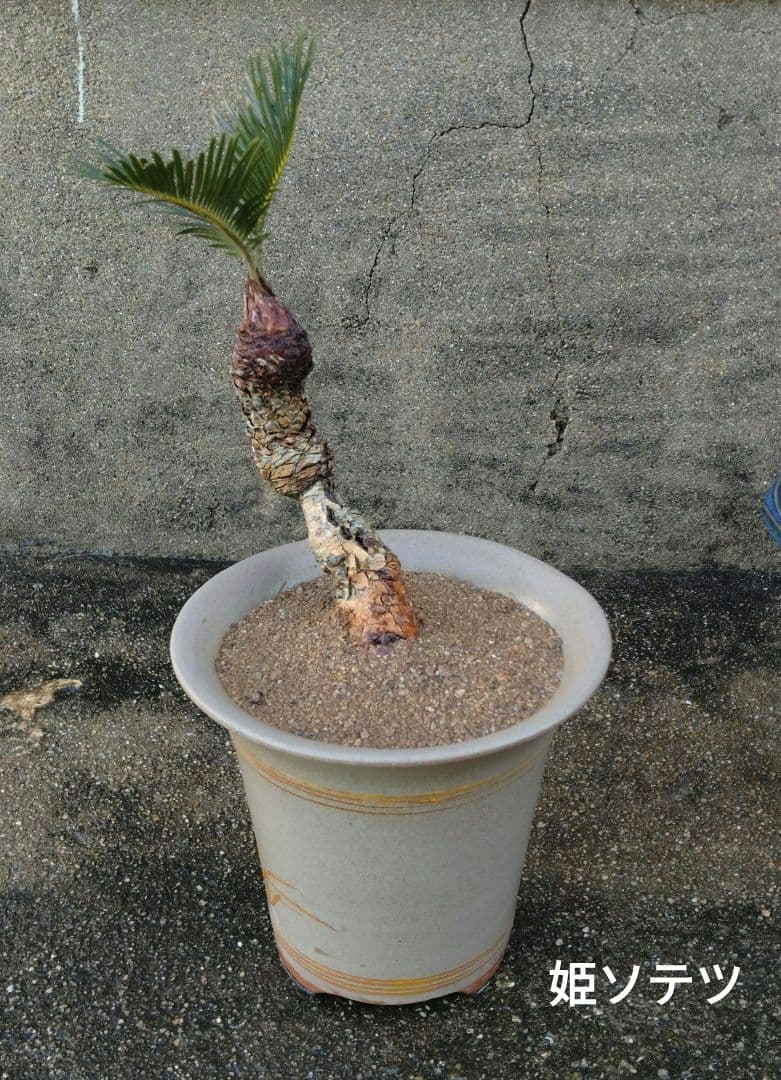 姫蘇鉄　蘇鉄盆栽　ソテツ　希少