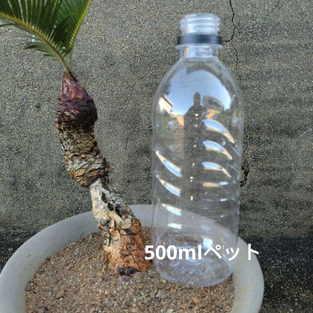 姫蘇鉄　蘇鉄盆栽　ソテツ　希少