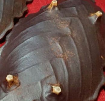 ♦プロが選ぶデザイン萬古焼大皿 ⬛南蛮一珍木の葉 ⬛４１cm特大長大皿 ２皿