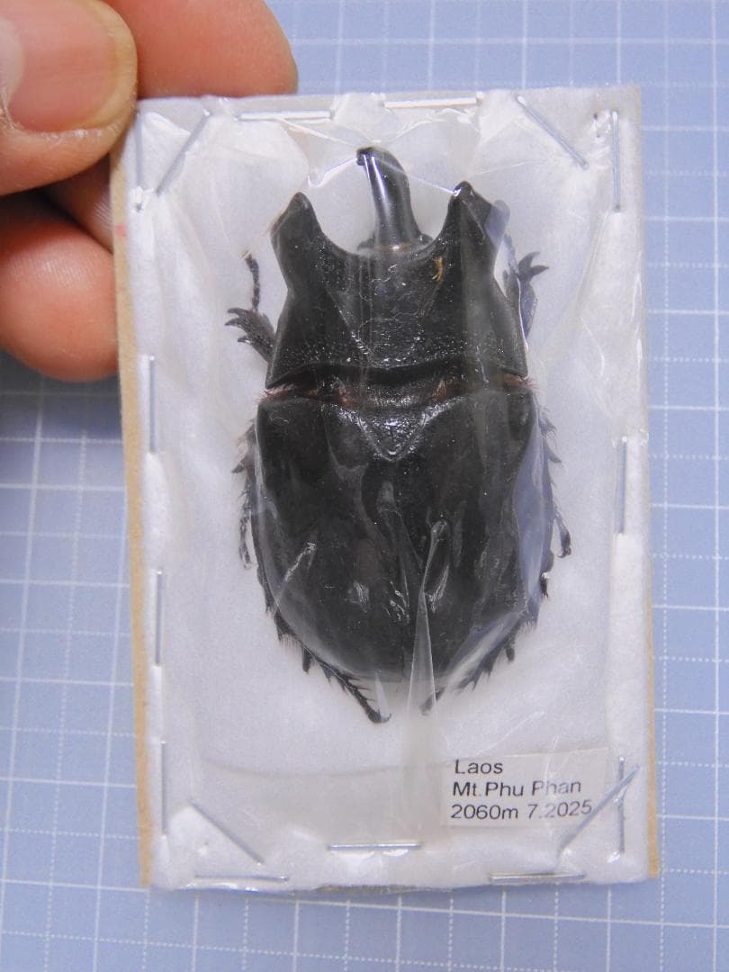 特大　ラオス産　ロブストスサイカブト　45mm