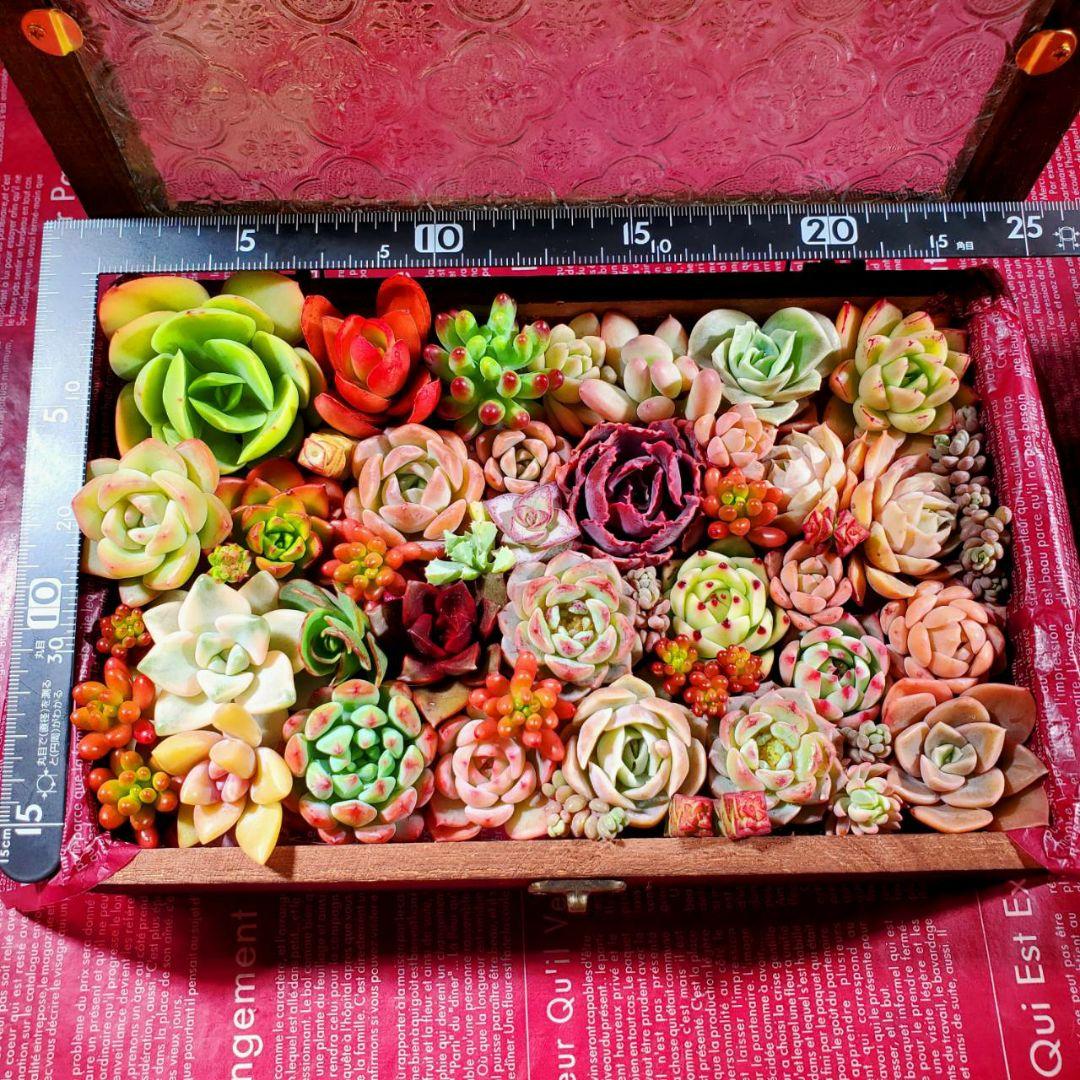 おまとめ検討中多肉植物寄せ植えセット☆たくさん詰め合わせ☆抜き苗&カット苗♪②