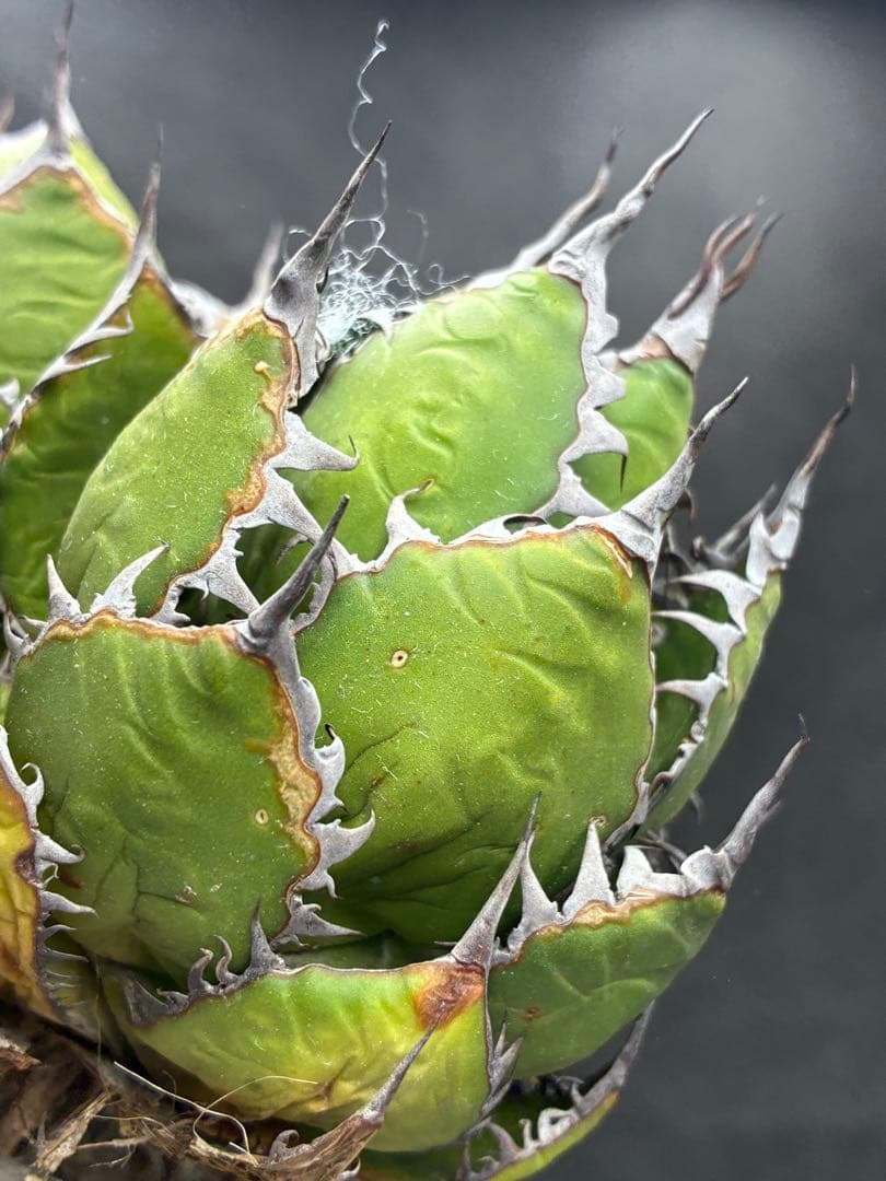 b*n様 アガベ ホリダ 極上株 極上強刺 球状株 Agave horrida